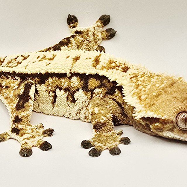 노멀 트라이 익스트림할리퀸