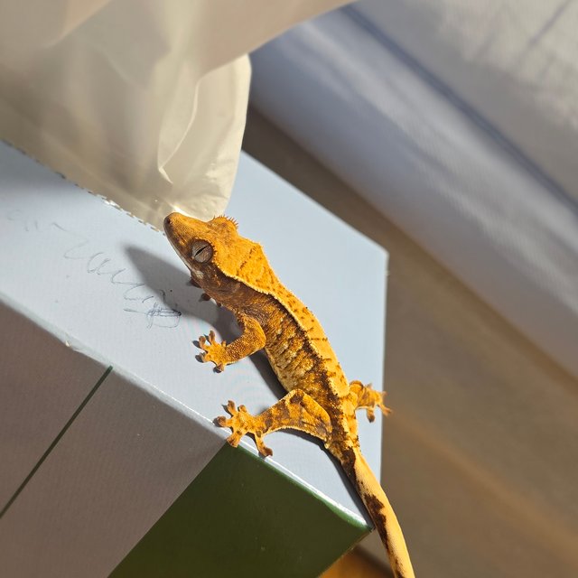 노멀 트라이 화이트포트홀