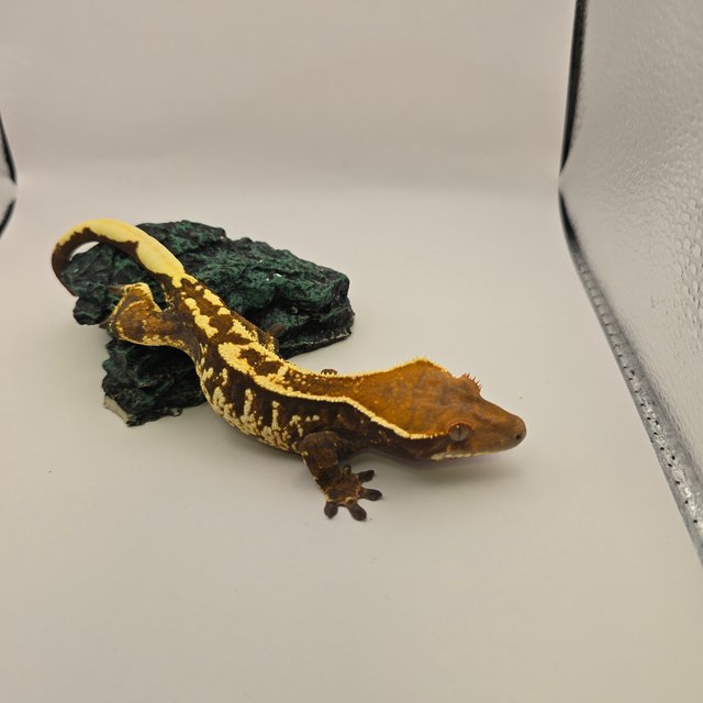 카푸치노 트라이