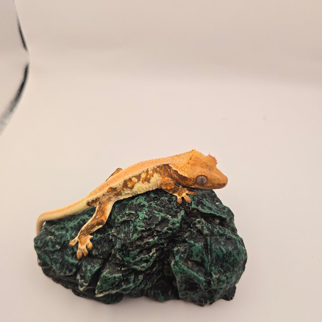 솔리드백 릴리화이트