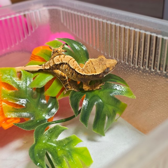 노멀 트라이 화이트포트홀