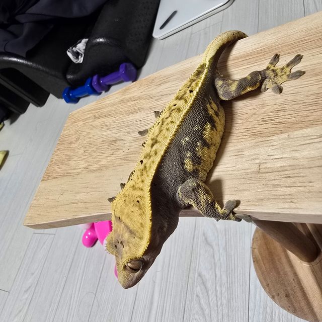 노멀 핀스트라이프