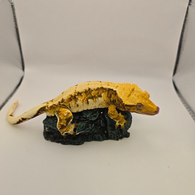 노멀 텐저린 트라이