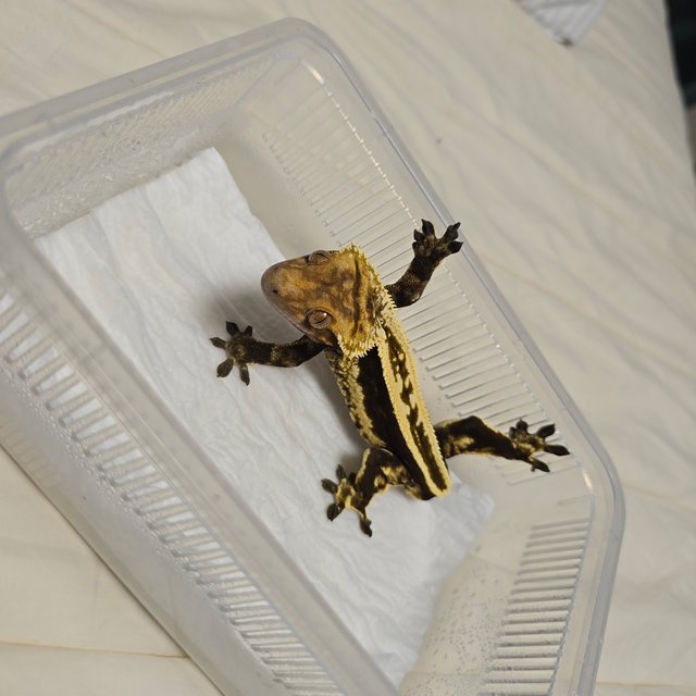 슈퍼스트라이프 엠티백