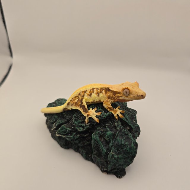 릴리화이트 화이트