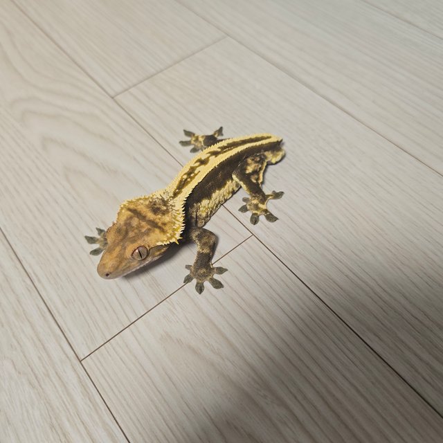 슈퍼스트라이프 엠티백