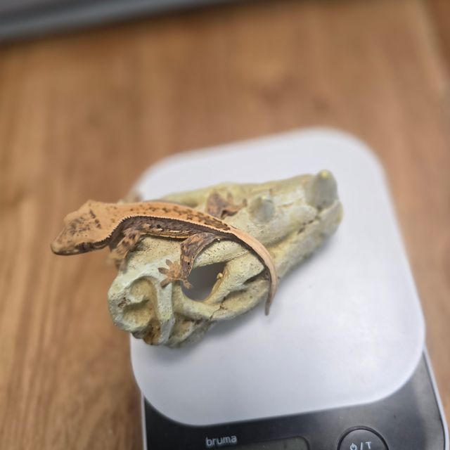 노멀 풀핀 핀스트라이프