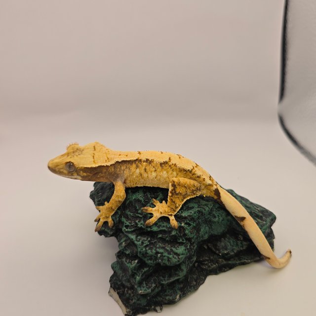 노멀 드리피 트라이 익스트림할리퀸