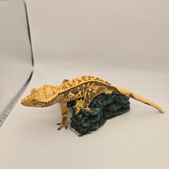 노멀 트라이 핀스트라이프