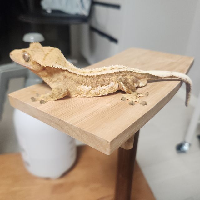 크림시클 풀핀