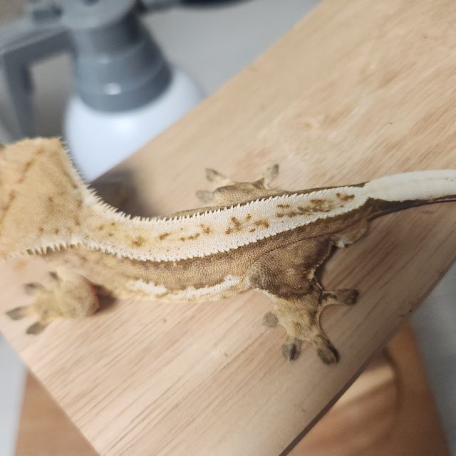 크림시클 풀핀