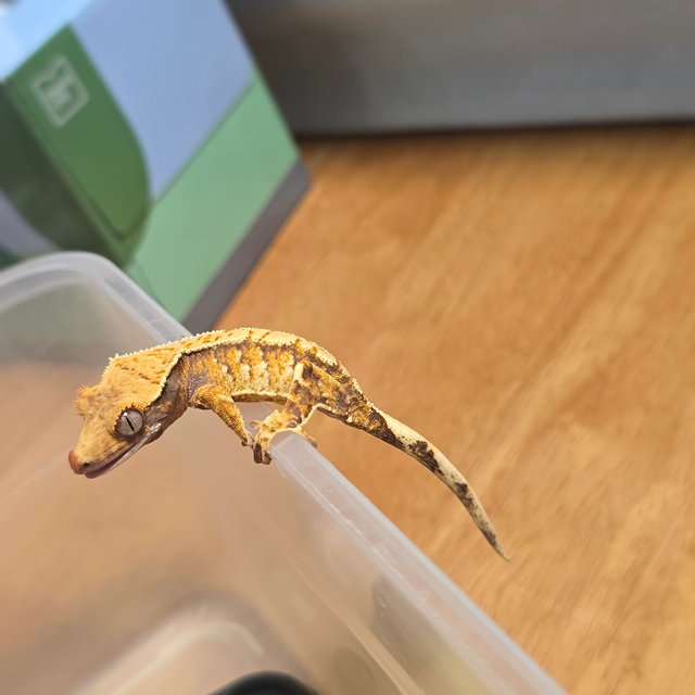 노멀 트라이 화이트포트홀