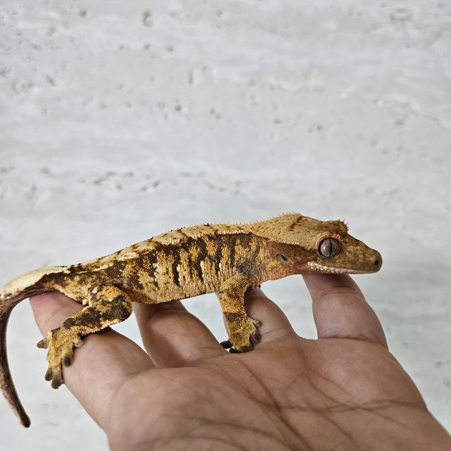 노멀 할리퀸 레드
