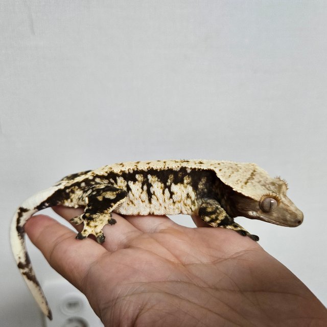 노멀 트라이 익스트림할리퀸