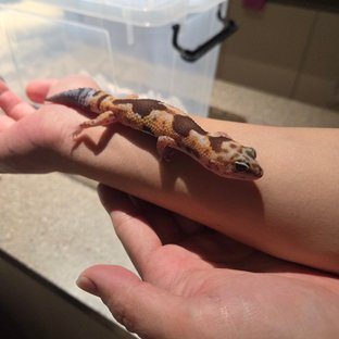 화이트아웃 줄루 헷 오레오 헷 카라멜