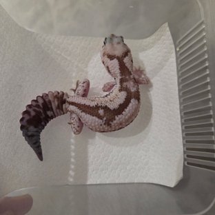 오레오 줄루 헷 카라멜