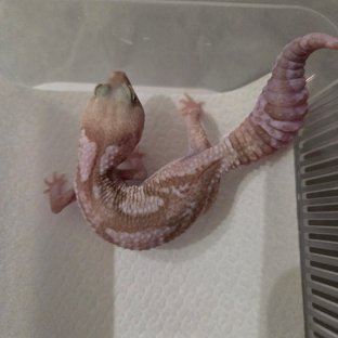 오레오 카라멜 줄루