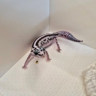 화이트아웃 오레오 패턴리스 헷 고스트