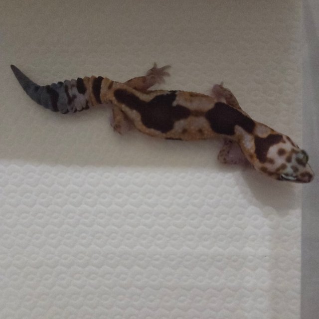 화이트아웃 줄루 헷 오레오 헷 카라멜