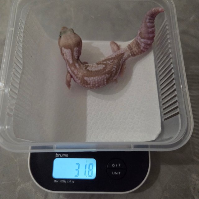 오레오 카라멜 줄루