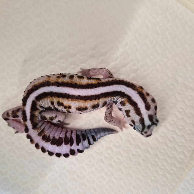 화이트아웃 패턴리스 헷 고스트 헷 오레오