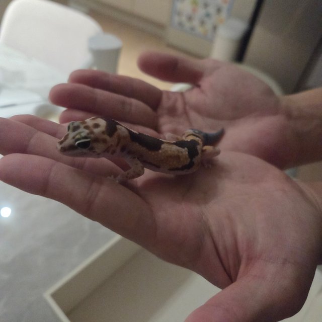 화이트아웃 줄루 헷 오레오 헷 카라멜