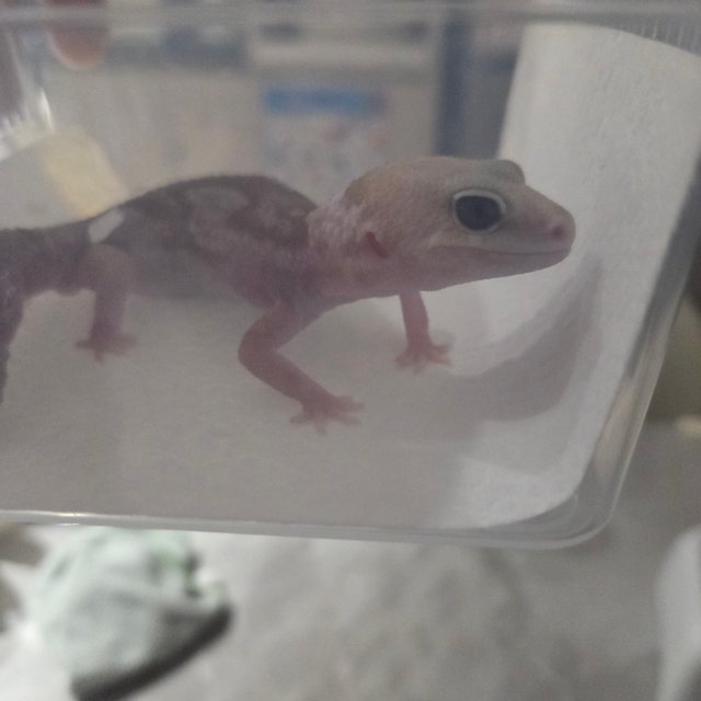 오레오 카라멜 줄루