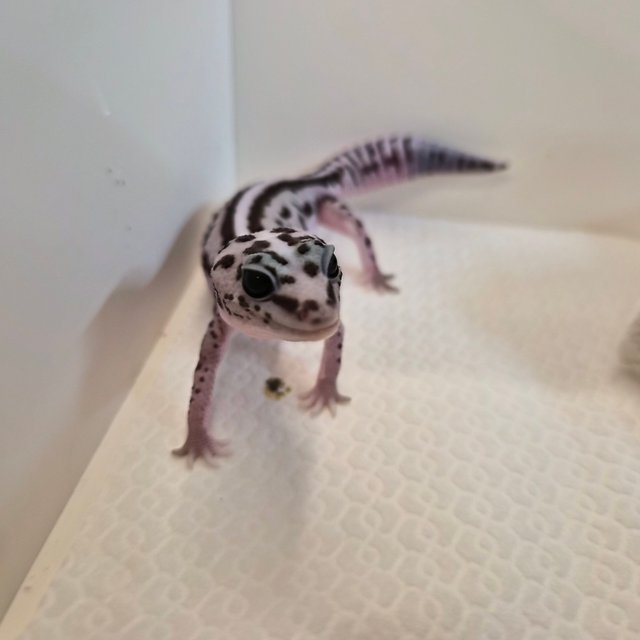 화이트아웃 오레오 패턴리스 헷 고스트