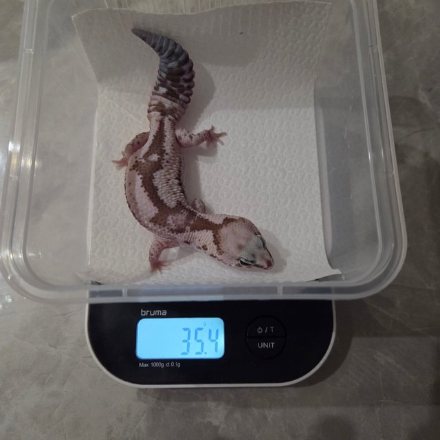 오레오 줄루 헷 카라멜