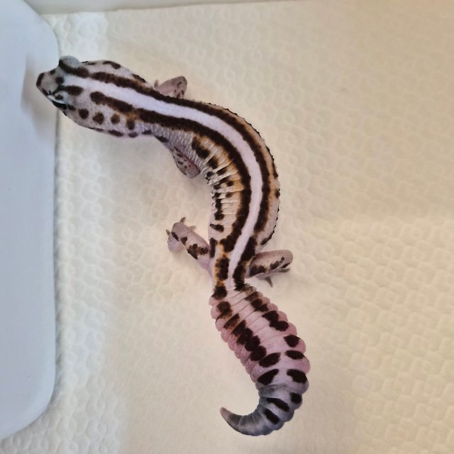 화이트아웃 패턴리스 헷 고스트 헷 오레오