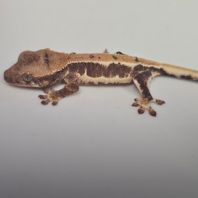 릴리100%헷아잔틱