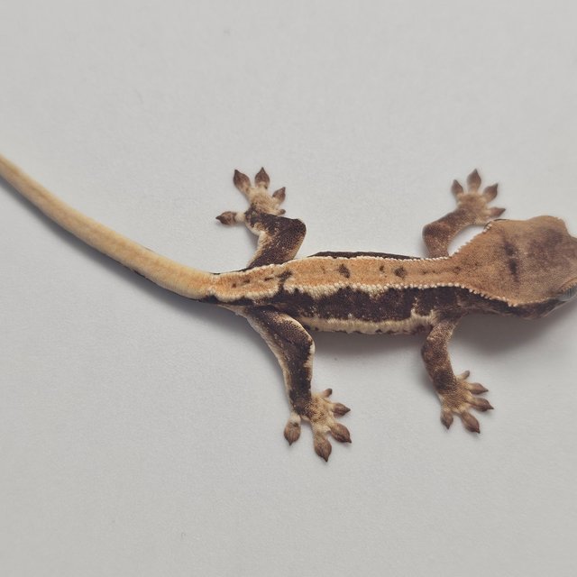 릴리100%헷아잔틱