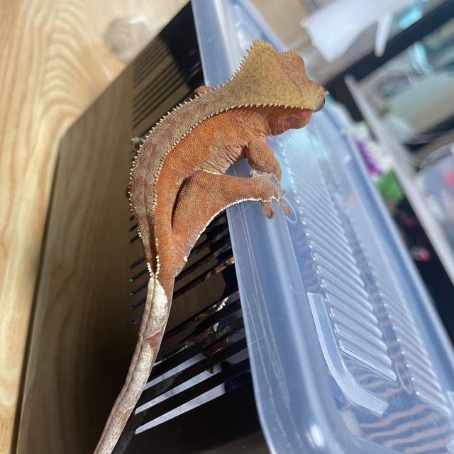 바이 레드