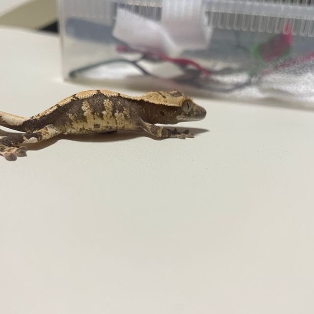 노멀 트라이 익스트림할리퀸