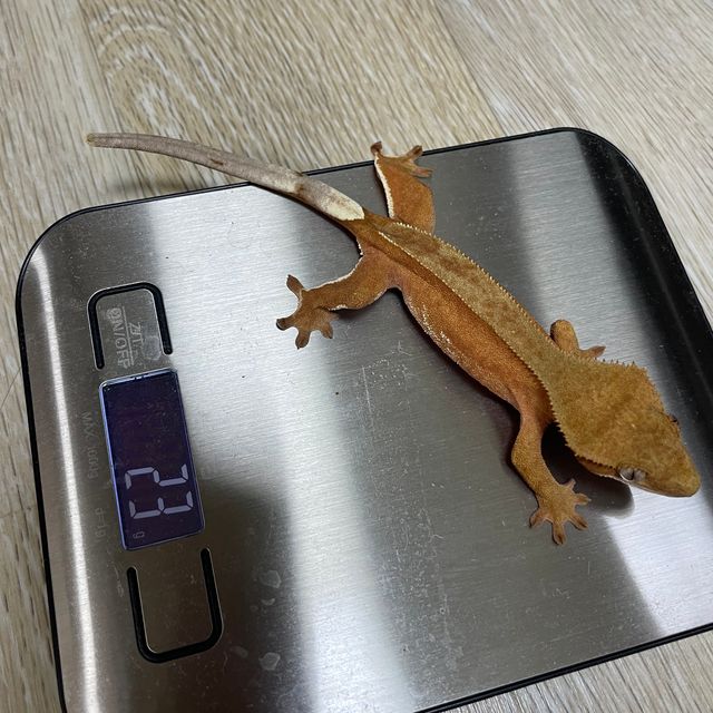 레드 바이