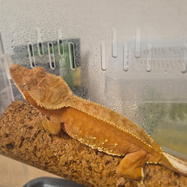 바이 레드 화이트포트홀