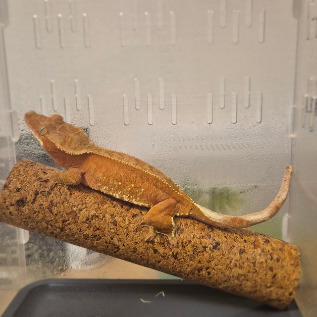 바이 레드 화이트포트홀