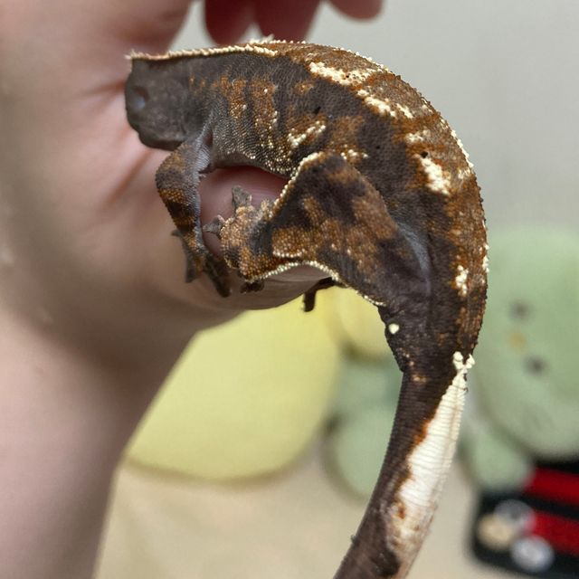트라이 카푸치노