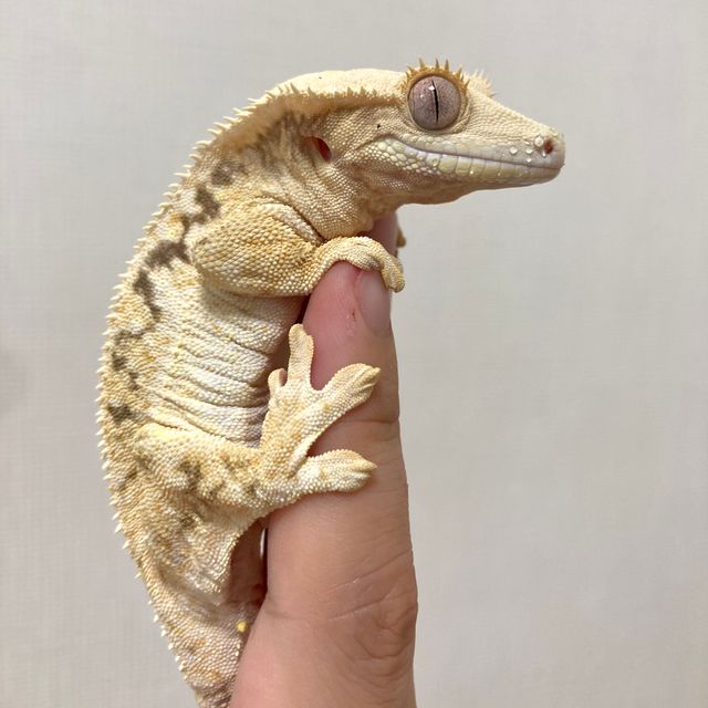 릴리화이트 옐로우
