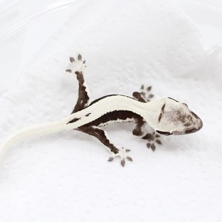 릴잔틱