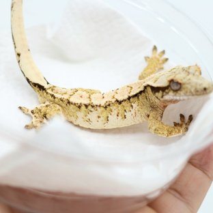 트라이 드리피 화이트스팟