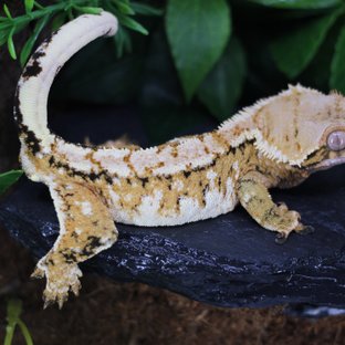 텐저린 트라이 화이트스팟