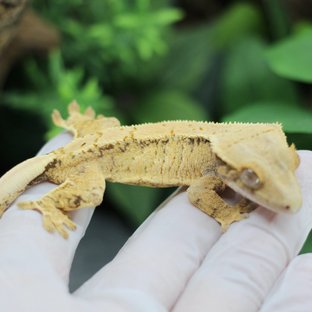 Drippy White Spot Extreme Harlequin