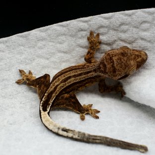 100% Het Axanthic