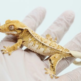 Pinstripe White Spot Tri