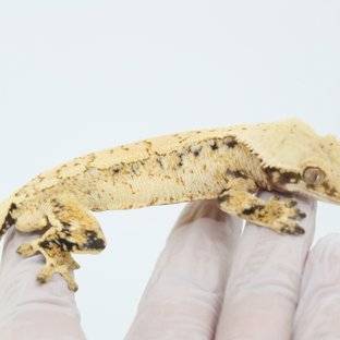 Drippy White Spot Extreme Harlequin