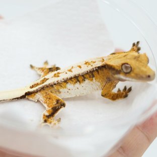 Tangerine Drippy Full Pinstripe Quad