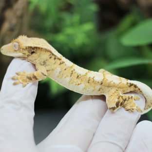 화이트 트라이 익스트림할리퀸