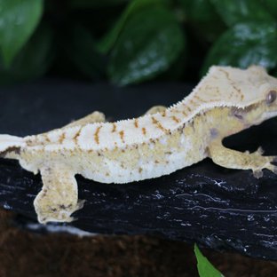 드리피 트라이 화이트스팟