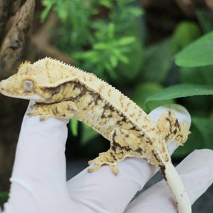 핀스트라이프 트라이 익스트림할리퀸 드리피